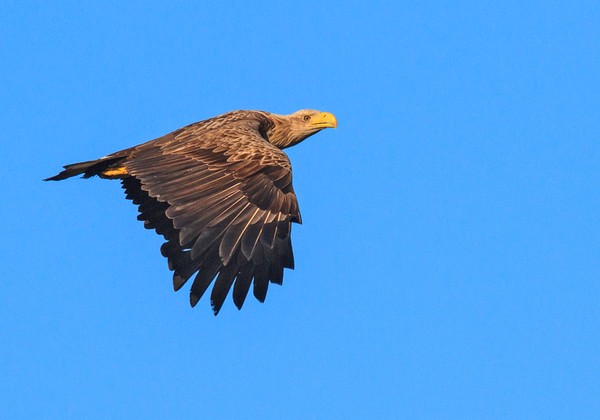 Greifvögel u. Eulen Greifvögel u. Eulen