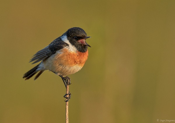 Singvögel Singvögel