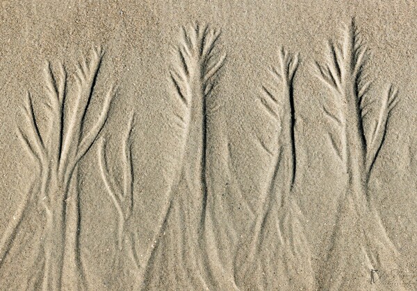 Natur als Kunst Natur als Kunst