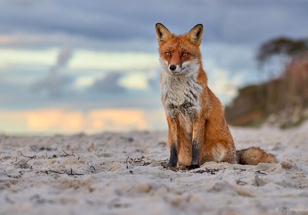 Säugetiere, Kleintiere, Zootiere Säugetiere, Kleintiere, Zootiere